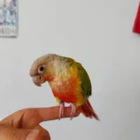 طوطی گرینچیک گمشده|حیوانات|کرمان, |دیوار