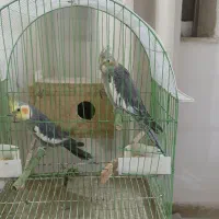 عروس هلندی جفت