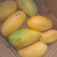 انبه درجه یک