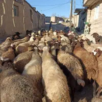 گوسفندبابره|حیوانات مزرعه|کنگاور, |دیوار