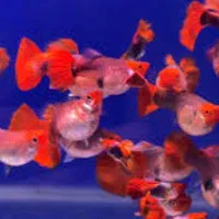 فروش انواع ماهیان گیاهخوار گوشتخوار گیاهان طبیعی|ماهی|گرگان, |دیوار