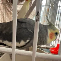 عروس هلندی بالغ|پرنده|ساری, |دیوار