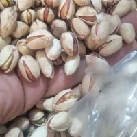 انواع مغزگلدارومغزکارگاهی