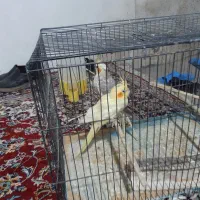 دوتا ماده عروس هلندی ماده بالق ودستی