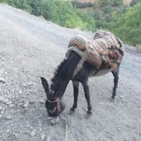 خر نر الاغ|حیوانات مزرعه|سنندج, |دیوار