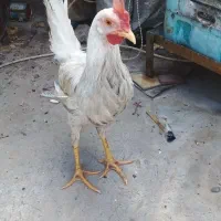 یک عدد خروس