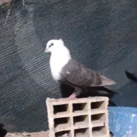 کبوتر ماده کله سفید