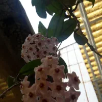 هویا بزرگ بنسای ژاپنی رتوزا