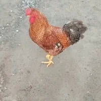 فروش خروس رودان