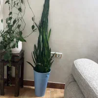 گل سانسوریا بلند با گلدان فلزی