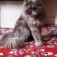 گربه پرشین سوپر فلت