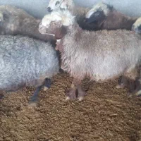 دو راس سالار میش بره بختیاری