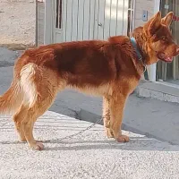 توله.سگ.ژرمن شپرد کینک سایز نر نگهبان ۱۴ ماه