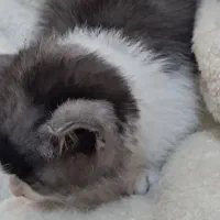 گربه کیوت|گربه|بجنورد, |دیوار