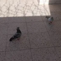 جفت شامی نوک ریز