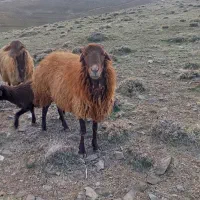 گوسفند نرپنجا ملیون