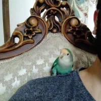 طوطی برزیلی سالم|پرنده|مشکیندشت, |دیوار