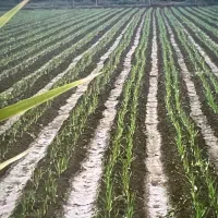 مزرعه سیر۲هکتار و۲۰۰۰متر