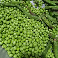 نخود فرنگی