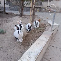 خرگوش