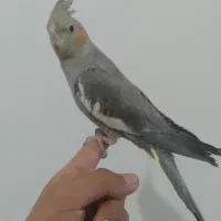 عروس هلندی لوازم موتور و دوچرخه