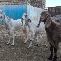 ۳ بزغاله دوبر پاکستانی