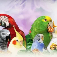 انواع پرنده جوجه سرلاک