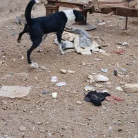 سگ تول و سگ گله