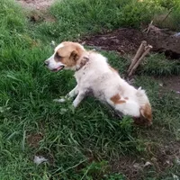 سگ سراب نر|سگ|رشت, فرودگاه سردار جنگل رشت|دیوار
