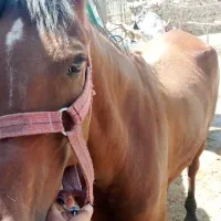 مادیان|اسب و تجهیزات اسبسواری|خرمآباد, |دیوار