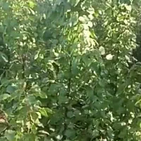 صنوبر یکساله