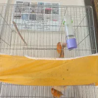 قناری|پرنده|فولادشهر, B7|دیوار