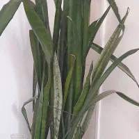 سلام|گل و گیاه طبیعی|اشترینان, |دیوار