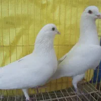 کبوتر یاهو سفید|پرنده|اصفهان, جویباره|دیوار