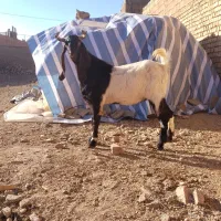 چپش بز بزغاله میش|حیوانات مزرعه|نجفآباد, حومه نجف آباد|دیوار