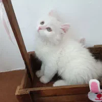 گربه بریتیش