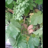 غوره ابدارباب ابغوره|خوردنی و آشامیدنی|کرمانشاه, |دیوار