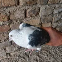 کفتر پرشی نر|پرنده|قلعه نو, |دیوار