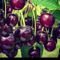 میوه خوب میخوای کود خوب بزن