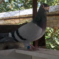 کبوتر