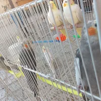 عروس هلندی|پرنده|مشهد, ادیب نیشابوری (شهرک غرب)|دیوار