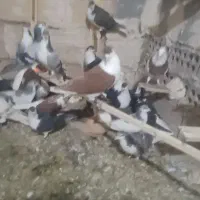 تعدادی کفتر رنگی