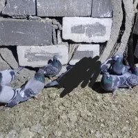 سبز المانی مسافتی نر و ماده