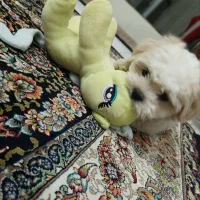 ...|سگ|تهران, نعمتآباد|دیوار