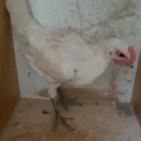 فروش دو عدد خروس