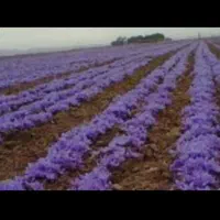 پیاز زعفران زاوه تربت کمترین درصد خاک ارسال سراسری|گل و گیاه طبیعی|مشهد, الهیه|دیوار