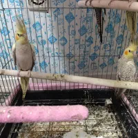 یه عدد عروس هلندی