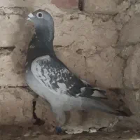 مجسمه پرنده گرفتنی