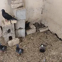 کبوتر پلاکی|پرنده|اصفهان, ارغوانیه|دیوار
