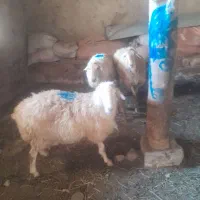 دو تا میش بره دار